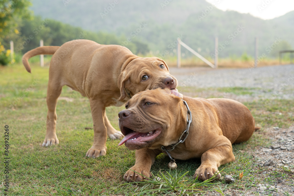 happy American Pit bull in garden happy American Pit bull in garden