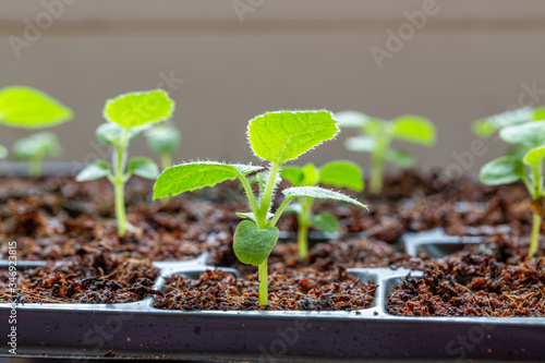 Young kiwi seedlings