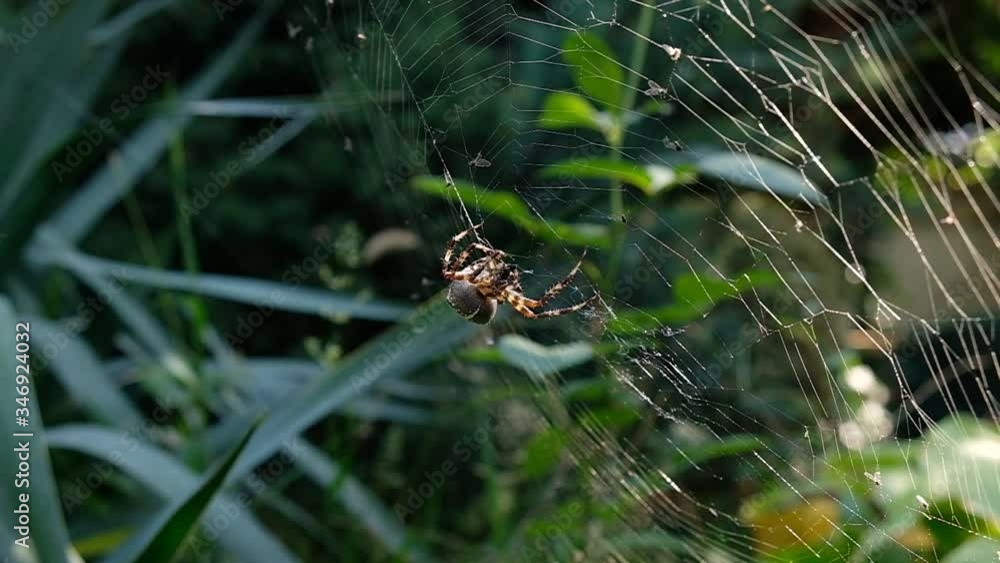 Slow motion spider weaves a web Slow motion spider weaves a web
