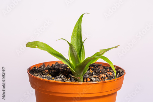 Pineapple seedling in the pot