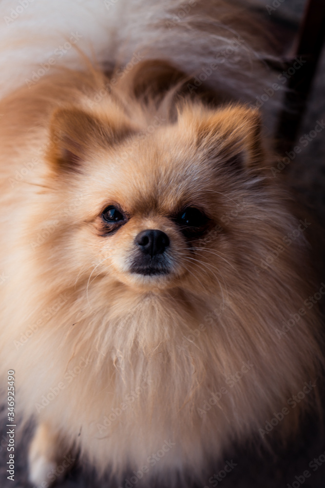 Obraz premium Cute brown breed Pomeranian Spitz dog looks into the camera