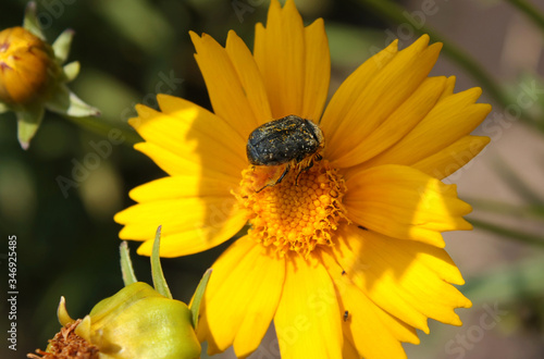 beetle on a yellow flower