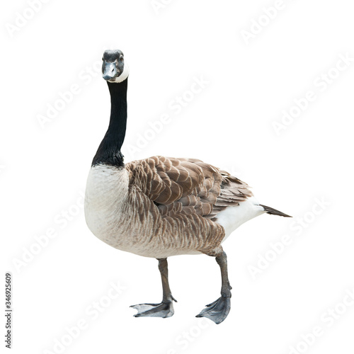 Fotografie, Tablou Canada goose (Branta canadensis), isolated on white background