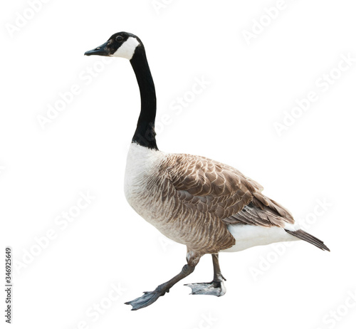 Canada goose (Branta canadensis), isolated on white background