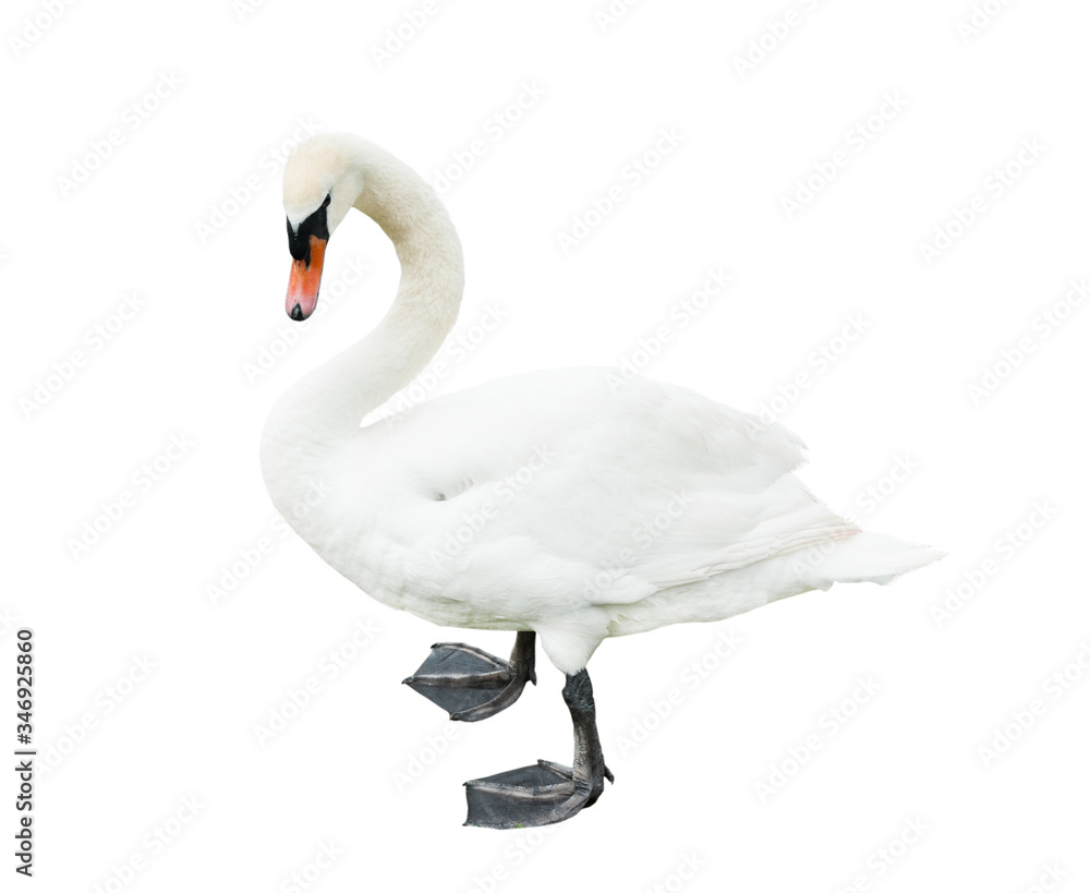 Fototapeta premium Swan, isolated on white background