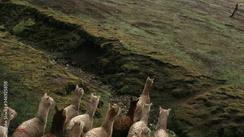 Lamas in the middle of the Peruvian Andes