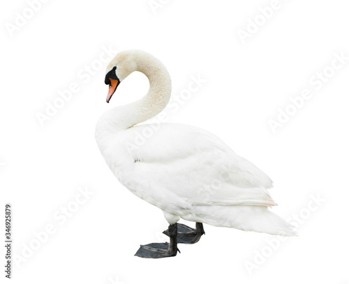 Fotografia A swan, isolated on white background
