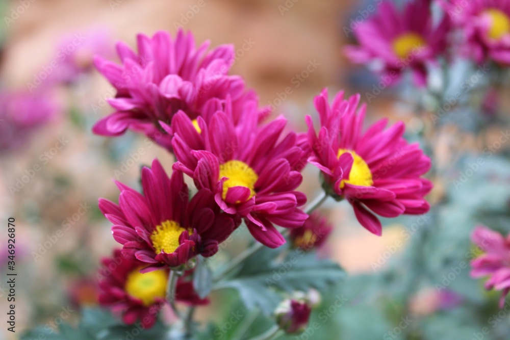 bunch of chrysanthemum flowers bunch of chrysanthemum flowers