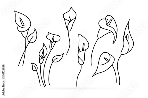 Fototapete Doodle calla lilies icon isolated on white