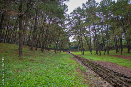 A pine grove at the Tu Duc Tomb, Hue, Vietnam photo