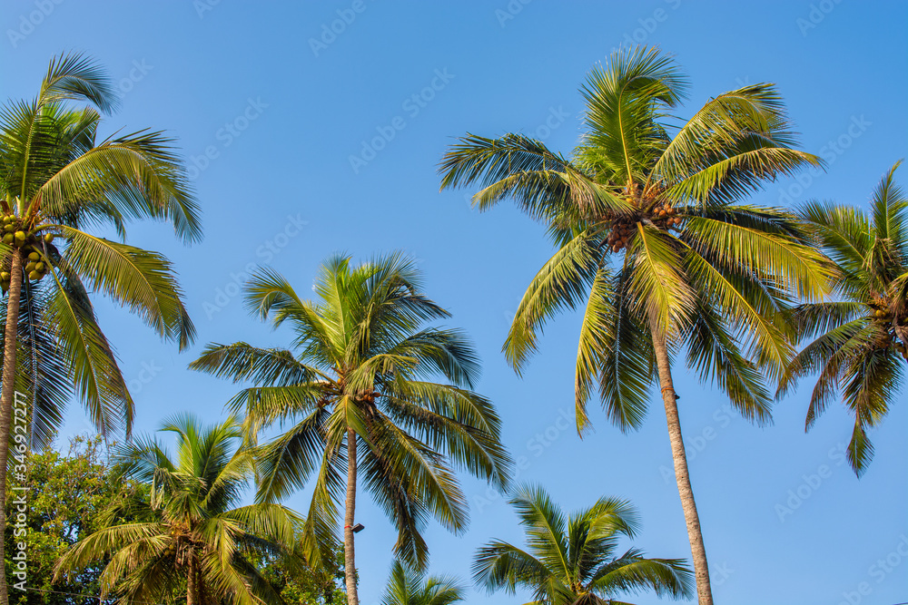 palm tree with coconuts sways in the wind during sunset