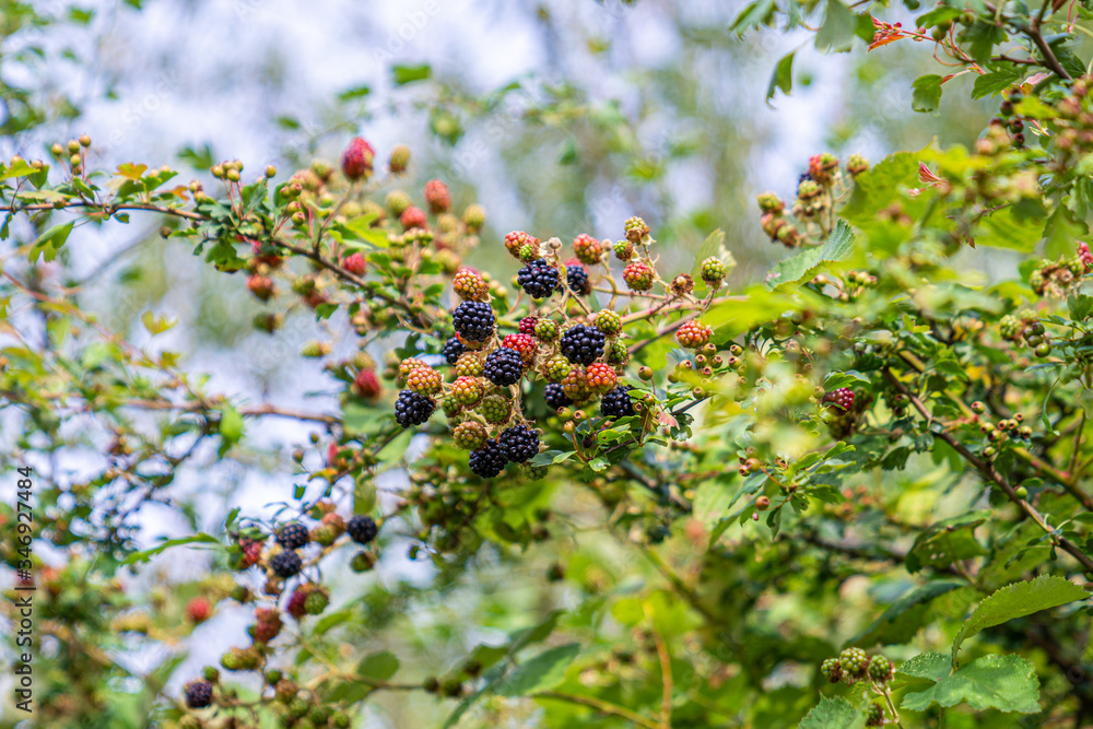 Blackberry fruit bush