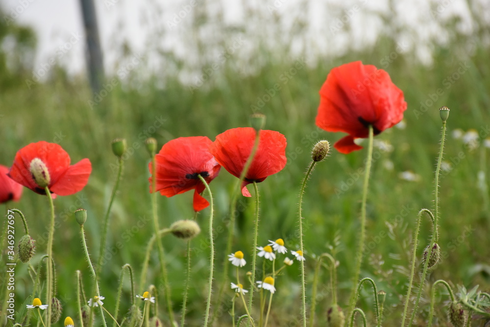 Fototapeta premium field of red poppies