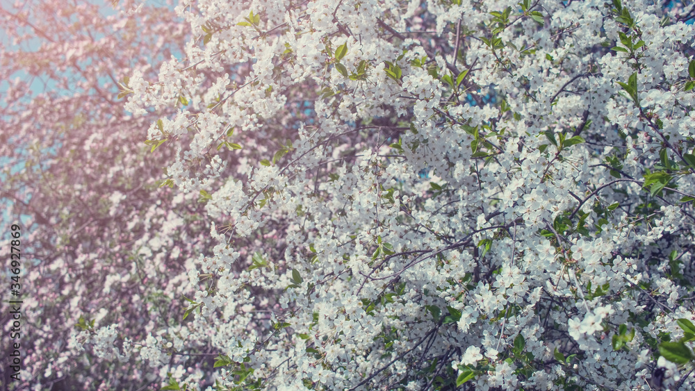 blossoming garden. cherry blossom and apple tree in the garden. spring background with cherry and apple branches close-up. blossoming garden. cherry blossom and apple tree in the garden. spring background with cherry and apple branches close-up.