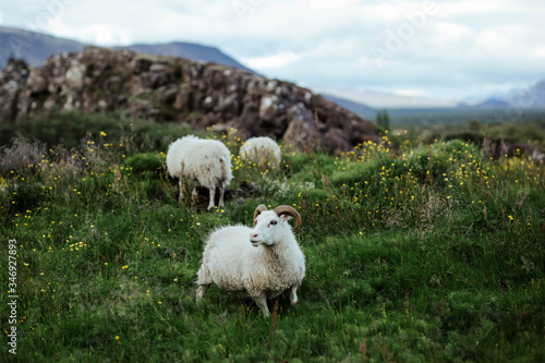 Photography sheep in the mountains