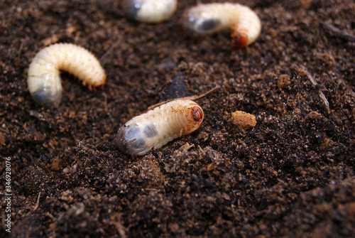 May beetle larva on the ground against a blurred background of other larvae and earth