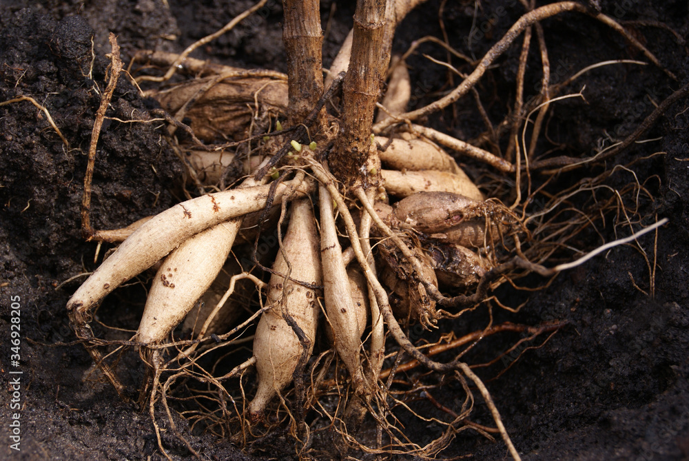 Dahlia tubers on the ground before planting Dahlia tubers on the ground before planting