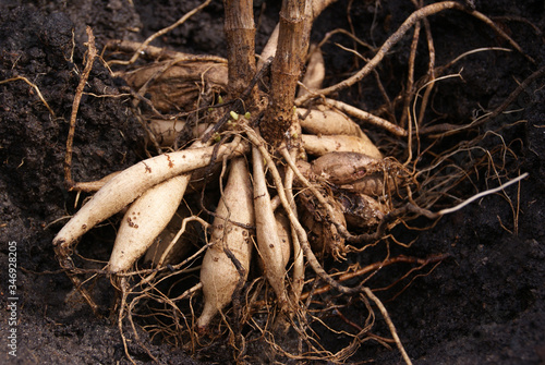 Dahlia tubers on the ground before planting photo