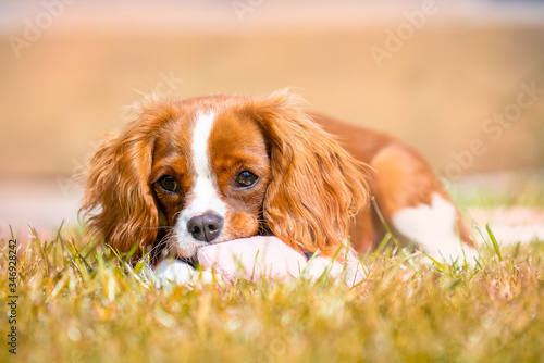Cavalier King Charles Spaniel Puppy