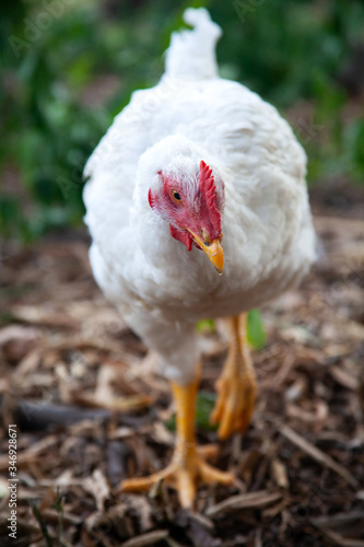 Gallina blanca con la cabeza roja caminando libremente por el campo