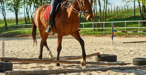 Rider girl is training with a horse. Horse racing through wooden sticks
