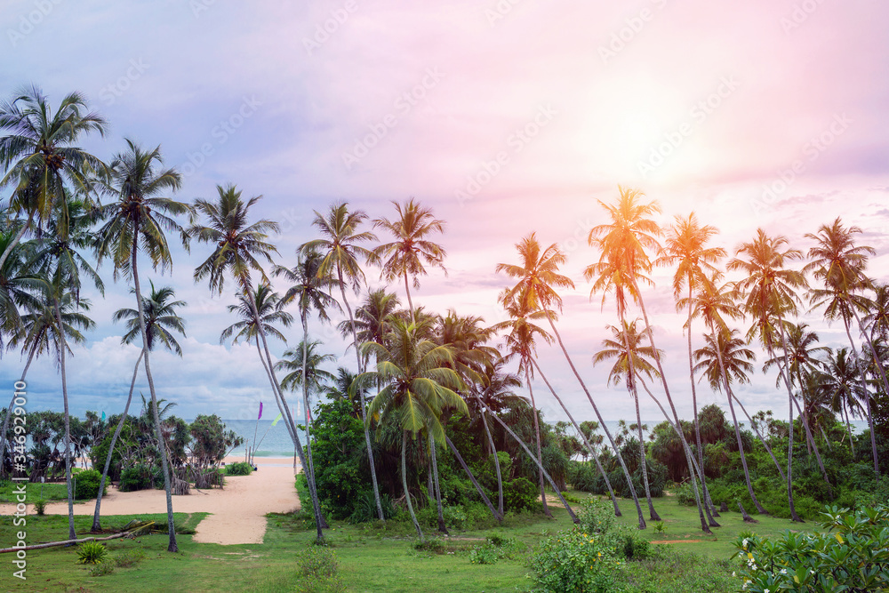 Sea view with palms on the background of sunset 