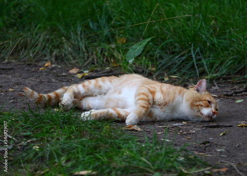 White-red striped street cat lying on an earthen path among the grasses © Станислав Вершинин