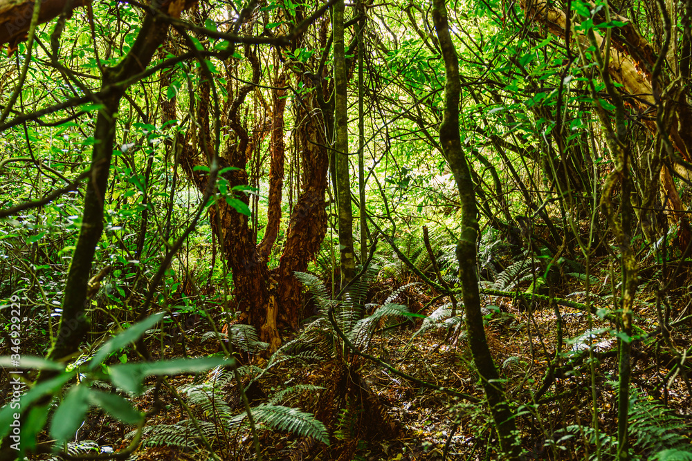 Obraz premium Dschungel Bäume Farn Natur Pflanze