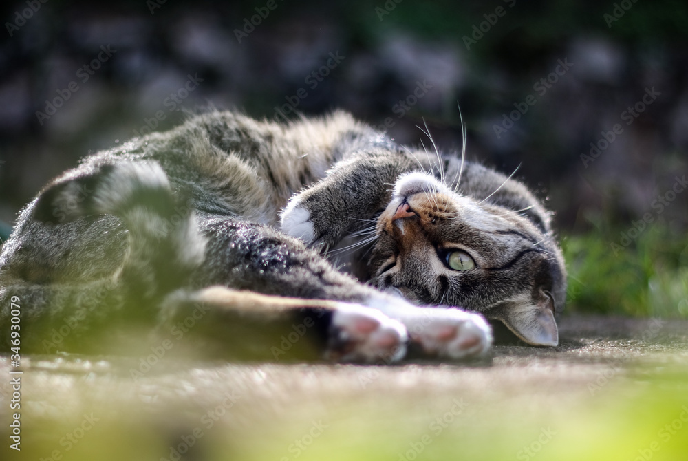 Tabby mackerel Cat. Curious cute male cat playing in the garden Tabby mackerel Cat. Curious cute male cat playing in the garden
