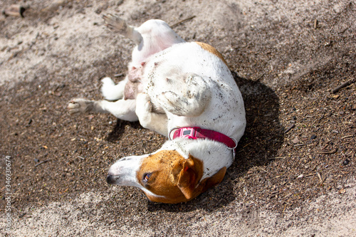 happy lactating female bitch jack russell terrier wallowing in the mud on a forest path, natural background photo