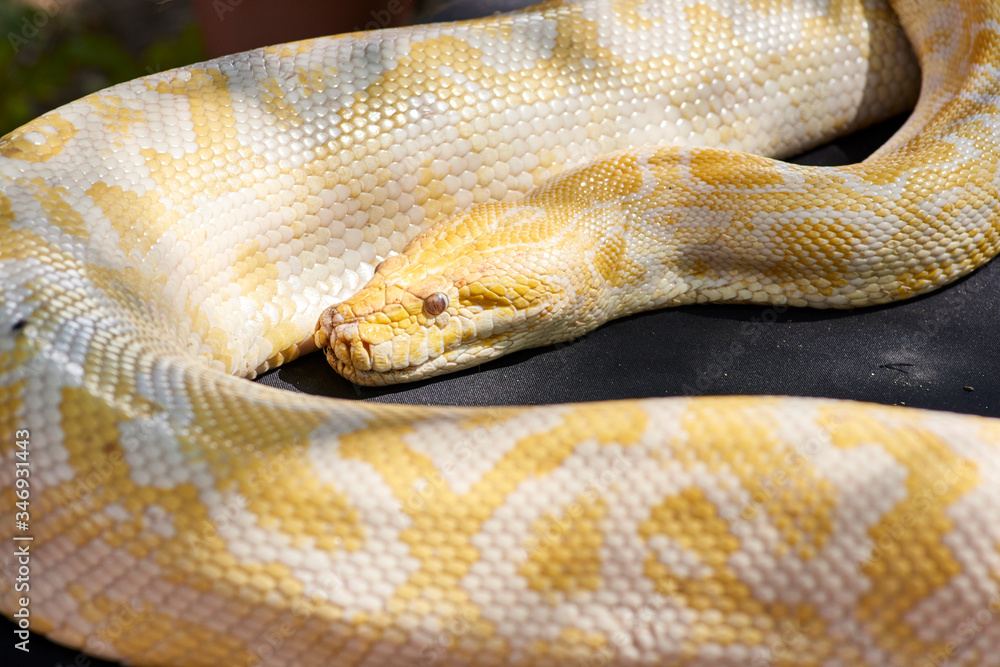 Fototapeta premium animals, reptiles in captivity in traveling mini zoo