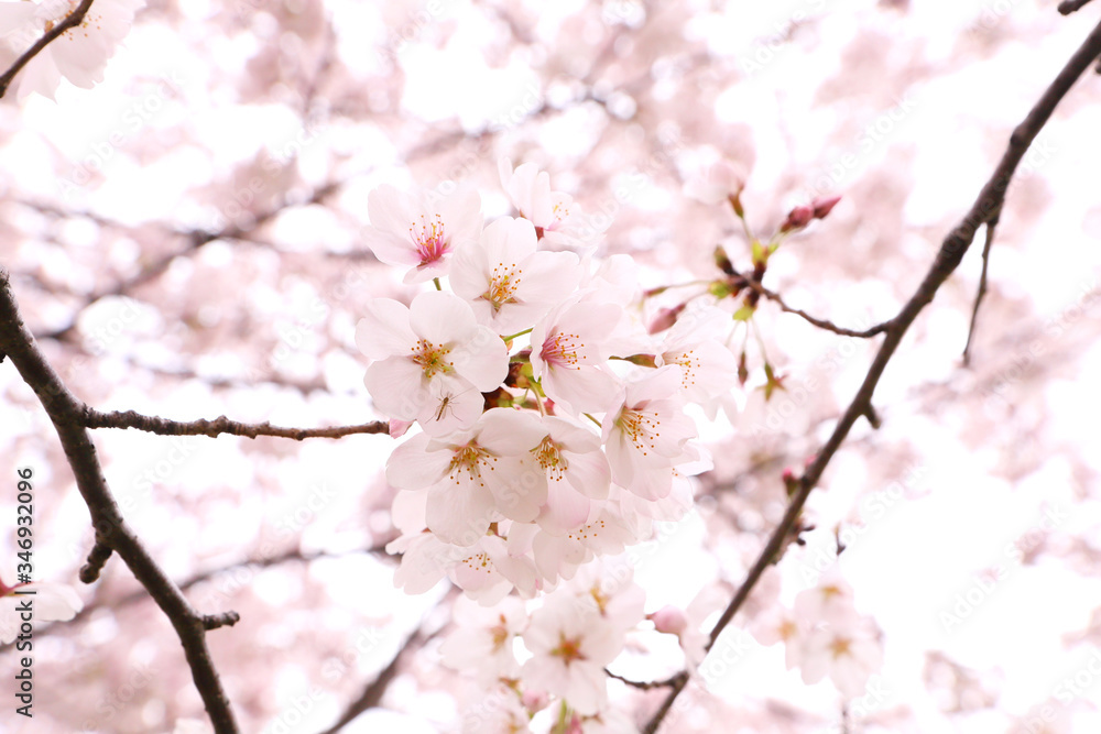 It is in full bloom when the remaining cherry buds bloom.
