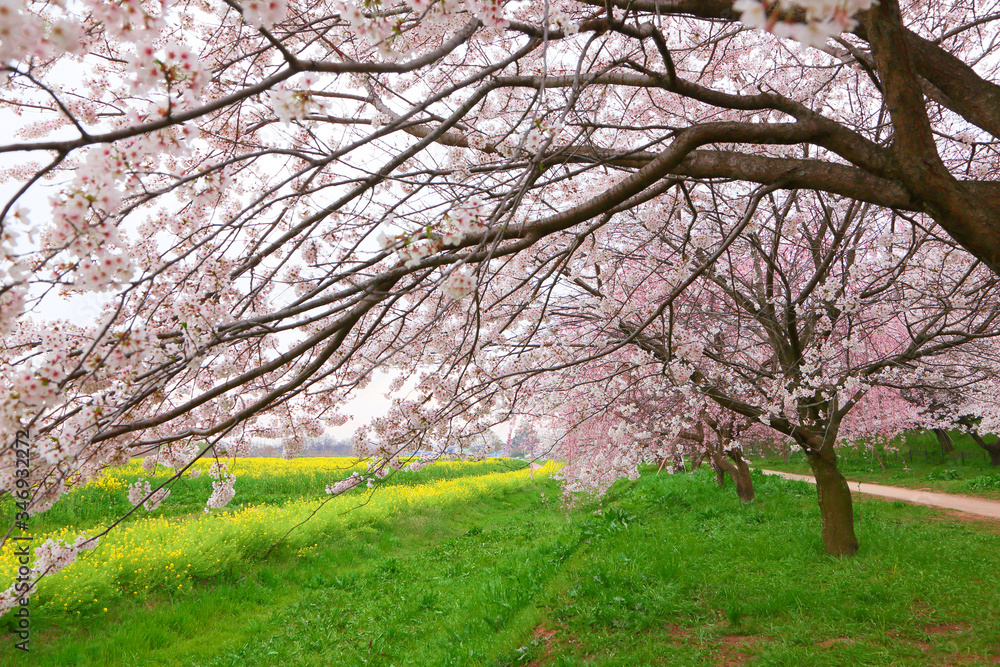 Enjoy the feeling of being wrapped in cherry blossoms