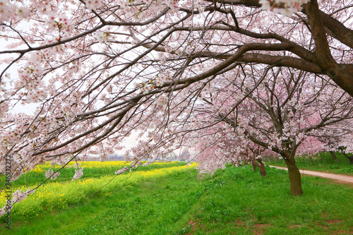 Enjoy the feeling of being wrapped in cherry blossoms