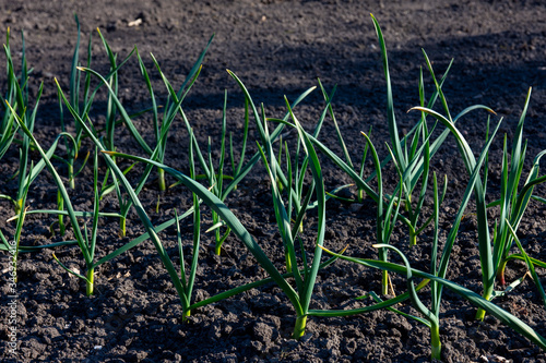 Green onion in the field