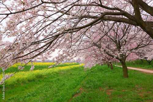 A cherry tree, rape blossoms and a sidewalk perspective composition.