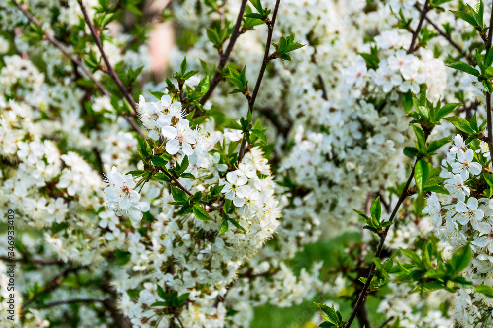 Spring  tree  flowers
