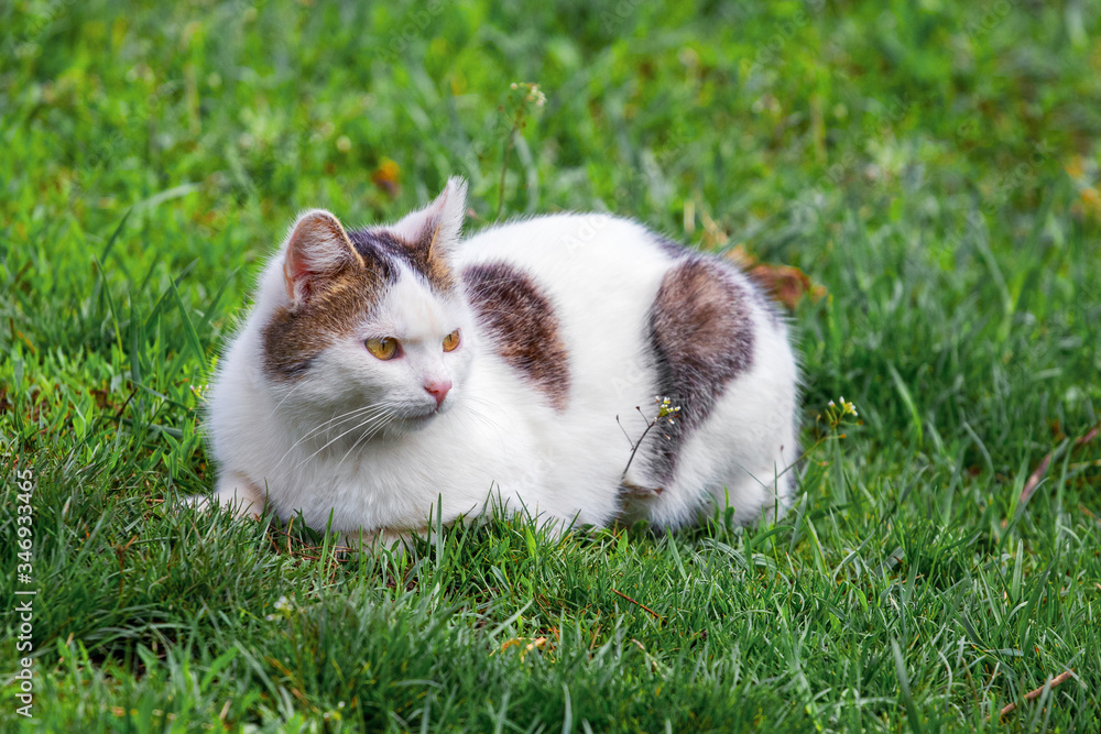 White spotted cat sitting in the garden on the green grass