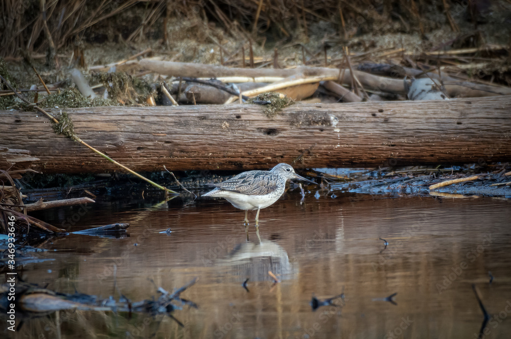 marsh bird Kulik, Ural, Russia marsh bird Kulik, Ural, Russia