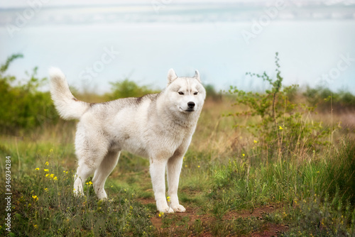 A portrait of a young grey and white Siberian husky male dog with brown eyes. He is staying and looking forward. There is a lot of greenery  yellow flowers around him. A blue lake is behind him.