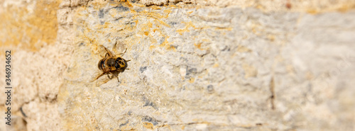 Insect on the stone wall