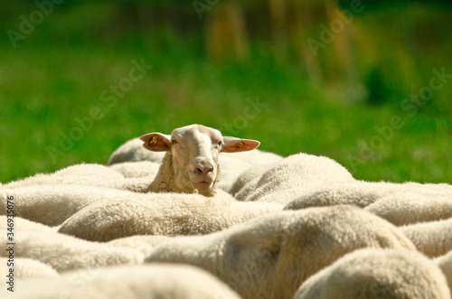Obraz na plátně The backs of a herd of sheep with white wool standing in a green meadow, one she