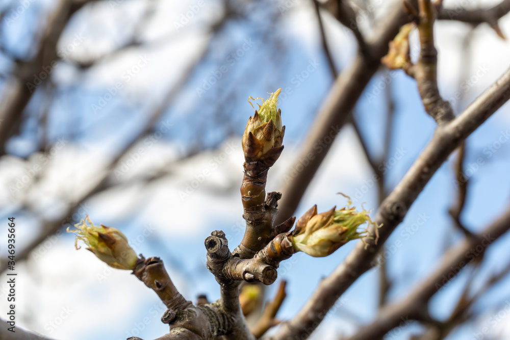 the plot of the fetus. buds on a tree. the flowering tree. Apple blossom photo the plot of the fetus. buds on a tree. the flowering tree. Apple blossom photo