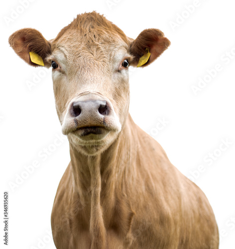 Cow on white background isolated