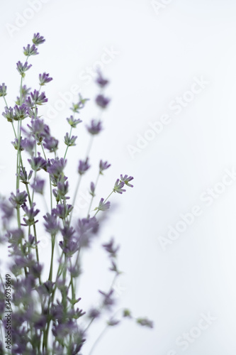 lavender bouquet on a white background