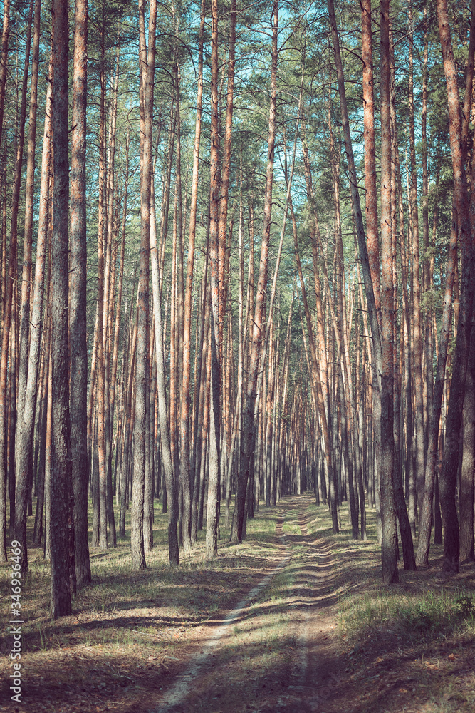 Fototapeta premium Country road in a pine forest.