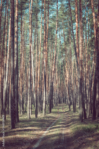 Country road in a pine forest.