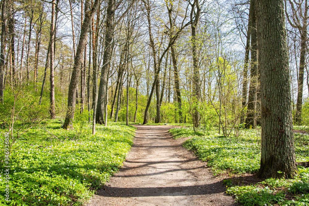 Obraz premium View of the walking trail in spring, Ramsholmen island, Tammisaari, Finland 