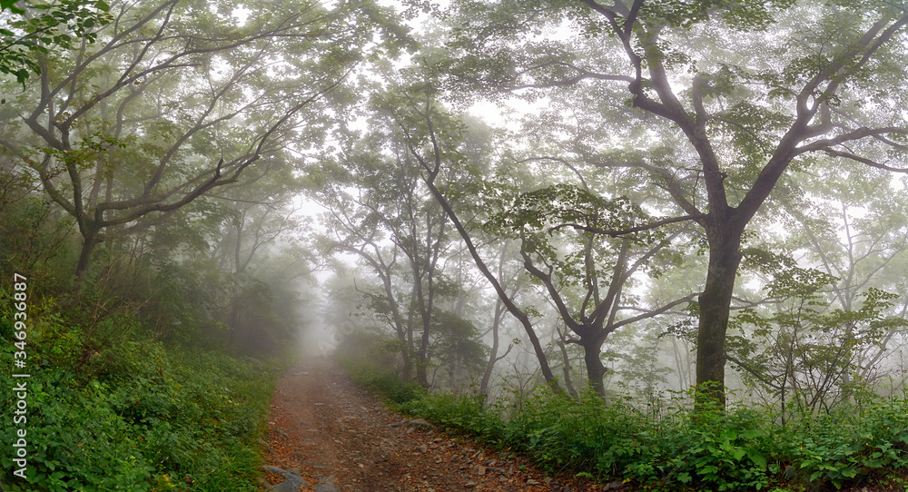 Fototapeta premium Mystic road through foggy forest. Country road in a foggy forest in the early morning in summer.