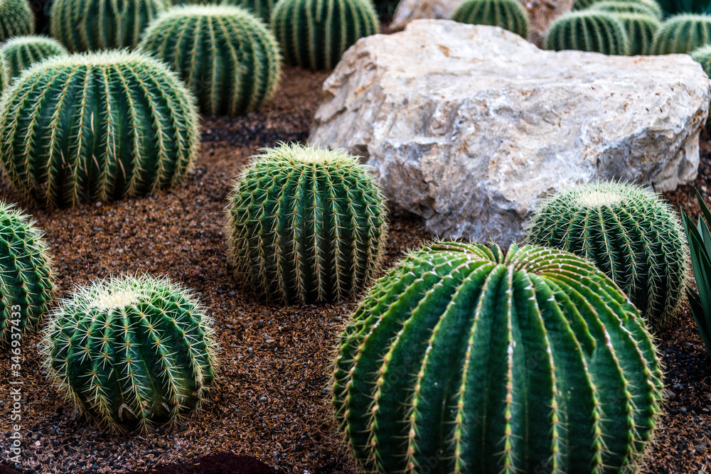 Rounded cactus on the tropical garden Rounded cactus on the tropical garden